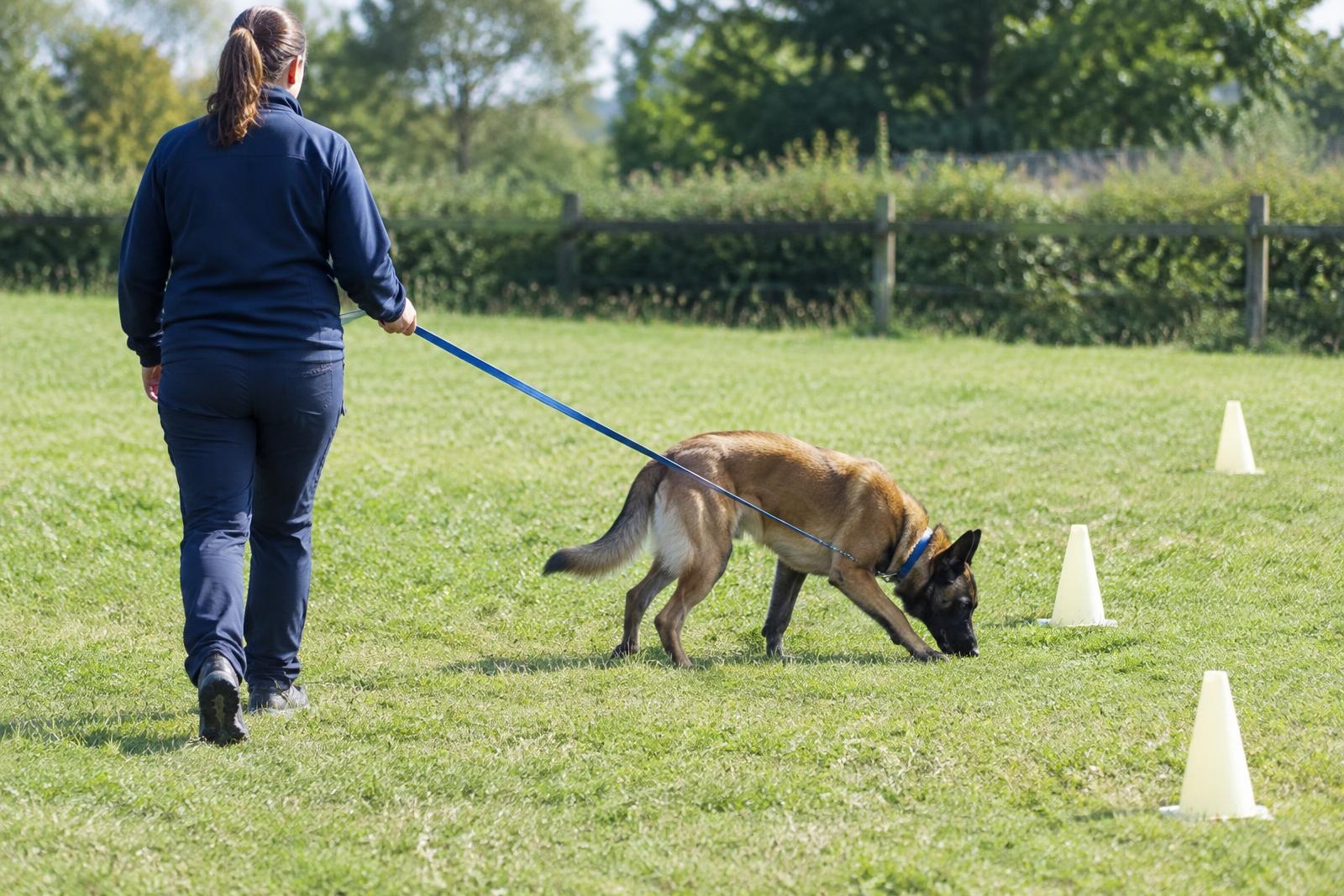 Curso de Introducción a unidades caninas — especialidad Servicios Especiales